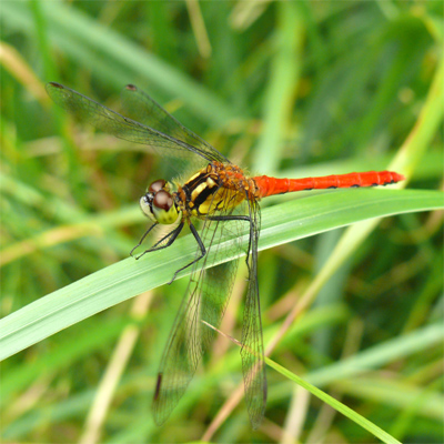 �q���A�J�l��