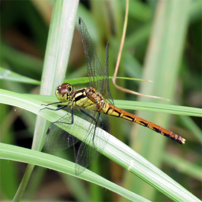 �q���A�J�l��