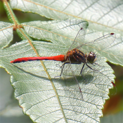 �q���A�J�l��