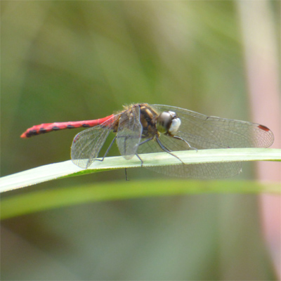 �q���A�J�l��