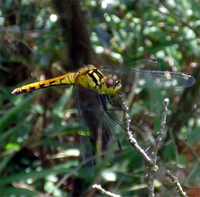 �q���A�J�l��