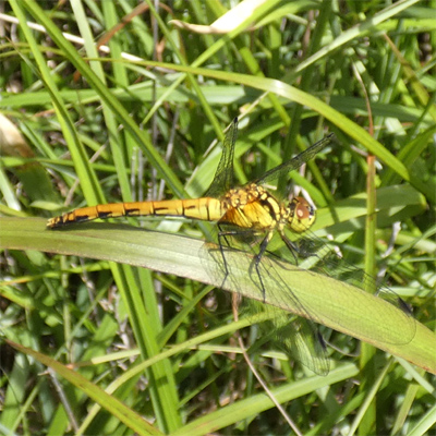 �q���A�J�l��