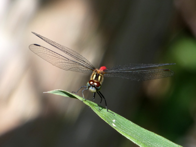 �q���A�J�l��