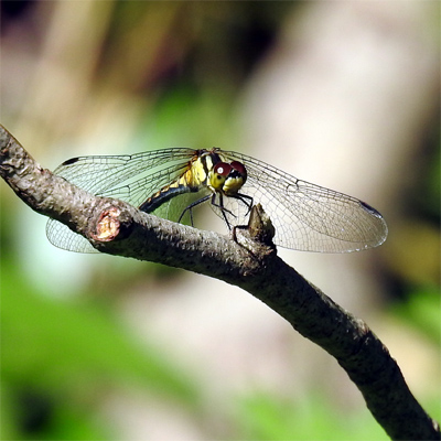 �q���A�J�l��