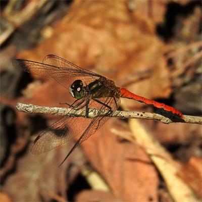 �q���A�J�l��