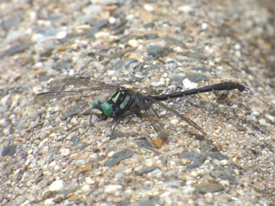 �t�^�X�W�T�i�G��