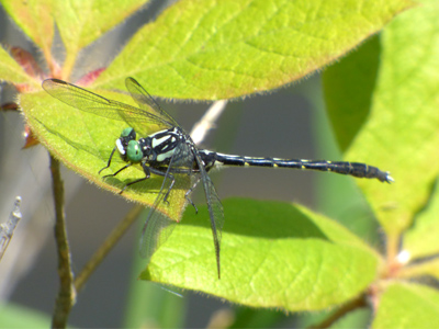 �t�^�X�W�T�i�G��