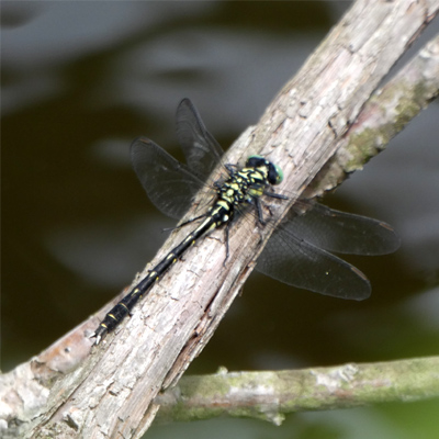 �t�^�X�W�T�i�G��