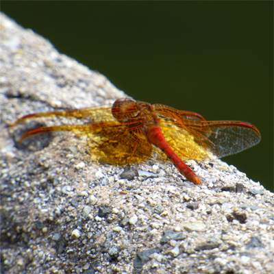 �L�g���{��