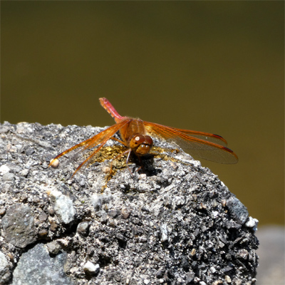 �L�g���{��