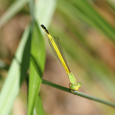 �L�C�g�g���{��