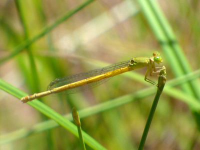 �L�C�g�g���{��