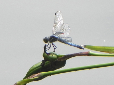 �R�t�L�g���{��