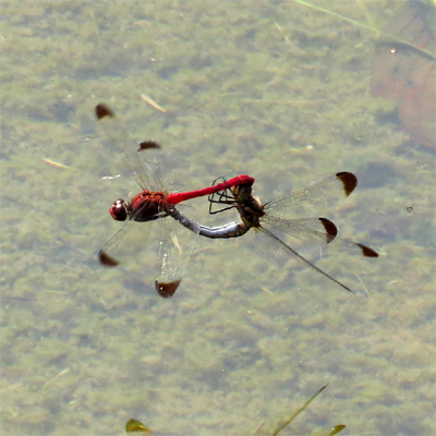 �R�m�V���g���{