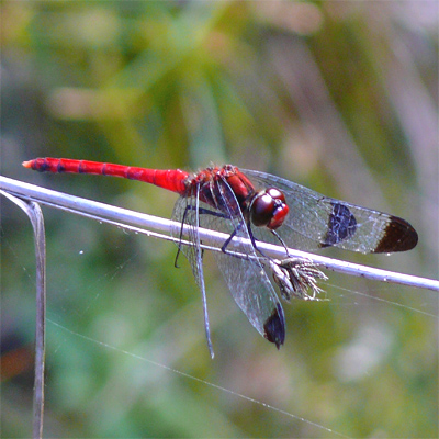 �R�m�V���g���{��