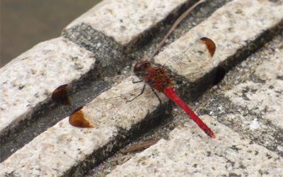 �R�m�V���g���{��