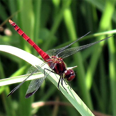 �R�m�V���g���{��