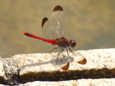 �R�m�V���g���{��