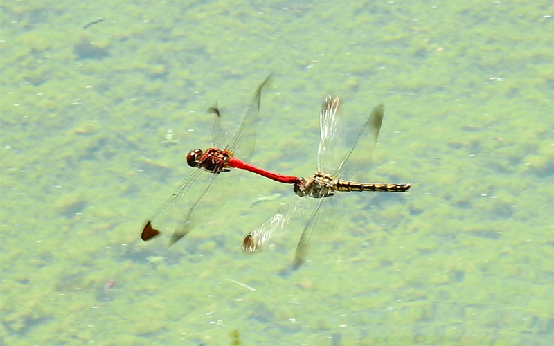 �R�m�V���g���{