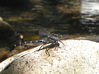 �R�I�j�����}��