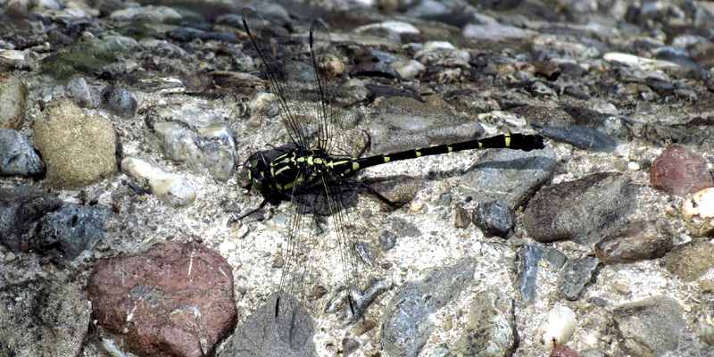 �R�I�j�����}��