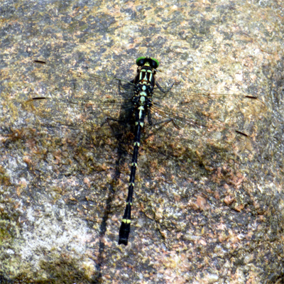 �R�I�j�����}��