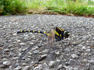 �R�I�j�����}��