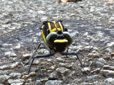 �R�I�j�����}��