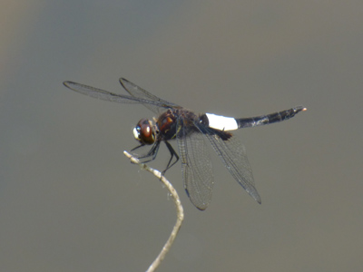 �R�V�A�L�g���{��