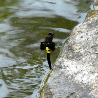 �R�V�A�L�g���{