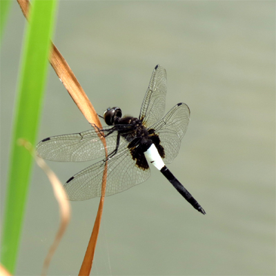 �R�V�A�L�g���{��