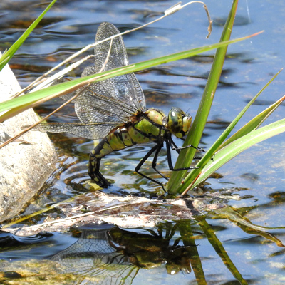 �N���X�W�M�������}��