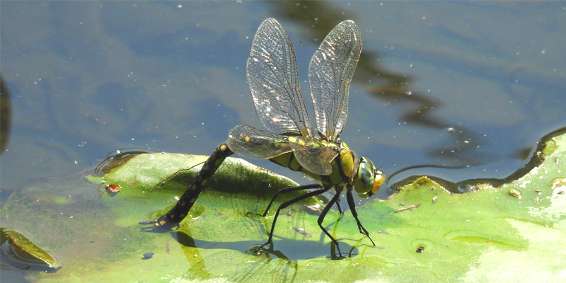 �N���X�W�M�������}��