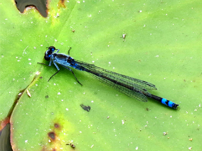 �N���C�g�g���{��