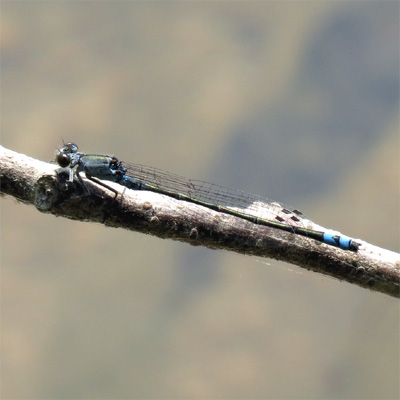 �N���C�g�g���{��