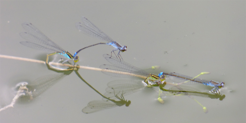 �N���C�g�g���{�̎Y��