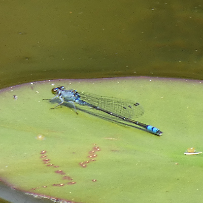 �N���C�g�g���{��