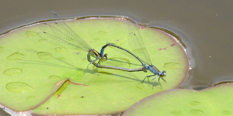 �N���C�g�g���{