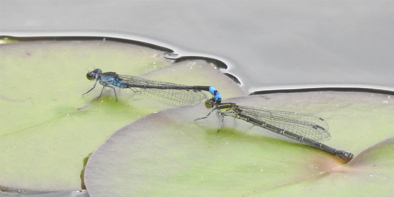 �N���C�g�g���{