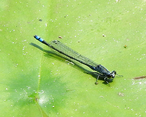 �N���C�g�g���{��