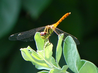 �}�C�R�A�J�l��