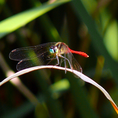 �}�C�R�A�J�l��