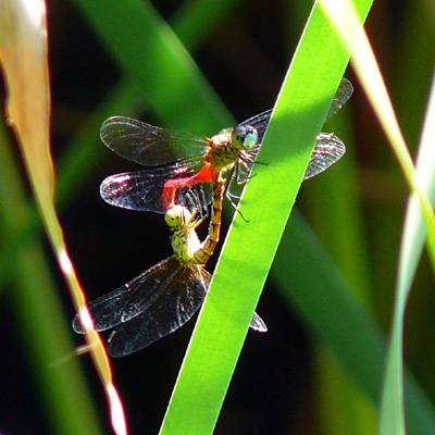 �}�C�R�A�J�l