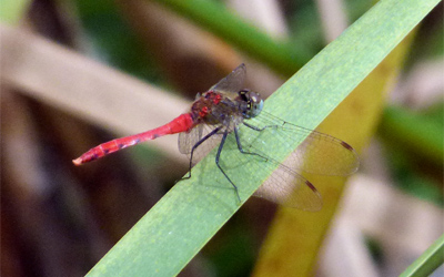 �}�C�R�A�J�l��