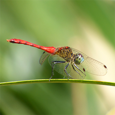 �}�C�R�A�J�l��