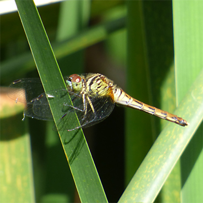 �}�C�R�A�J�l��