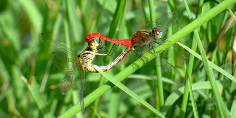 �}�C�R�A�J�l