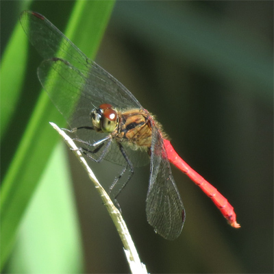 �}���^�e�A�J�l��