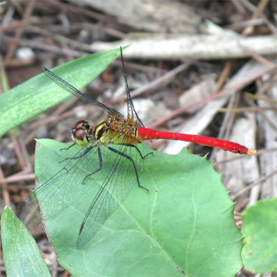 �}���^�e�A�J�l��