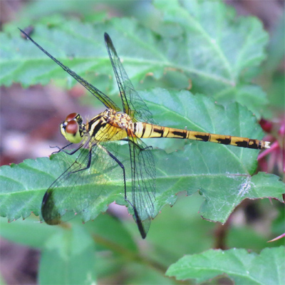 �}���^�e�A�J�l��